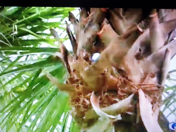 Tiger Woods ball resting in a palm tree at the 17th hole. Can you see a face on the tree?  (Photo - NBC TV)