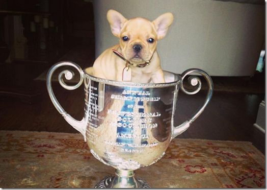 Jason Dufner's dog fits into the Rodman Wanamaker Trophy. (Photo - Jason Dufner)