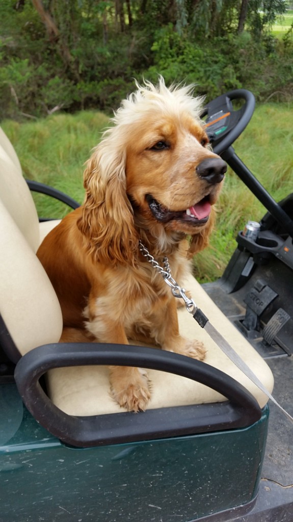 'Bollinger' - a champagne dog owned by Ben Lovett, Head Greenkeeper at the Montgomerie Maxx Royal course.