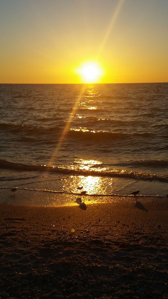 Birdlife along Florida's Gulf of Mexico shoreline as sun sets.