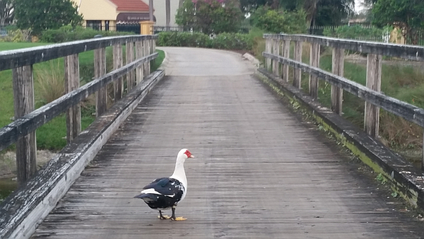 A duck demands right of way on a bridge at the par three, 11th hole.