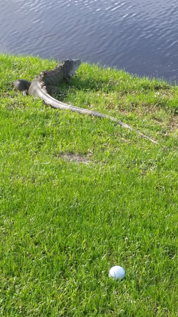 A large iguana guarding my ball at the par four, 5th hole at the President GC course.