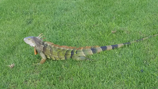 ..... A second iguana is spotting lying jsut further towards the green at the 5th fairway - President GC, West Palm Beach, FL