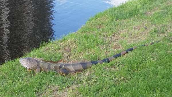 An iguana lying on the bank down the left side at the 5th hole - President GC, West Palm Beach, Florida.