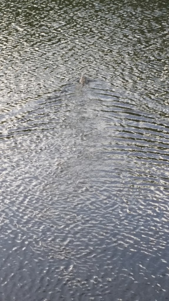 Having seen my swing, a first iguana at the 5th hole swims off but then .....