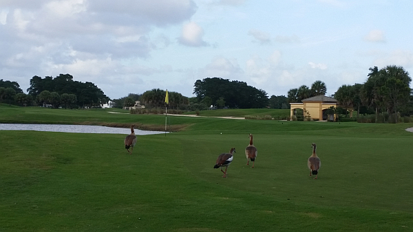 After dealing with a pair of iguana's I then find four geese want to play through on the same fifth hole.