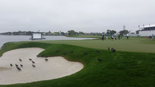 Ducks scatter as Scotland's Russell Knox arrives on the green on day two of the Honda Classic. (Photo - www.golfbytourmiss.com)