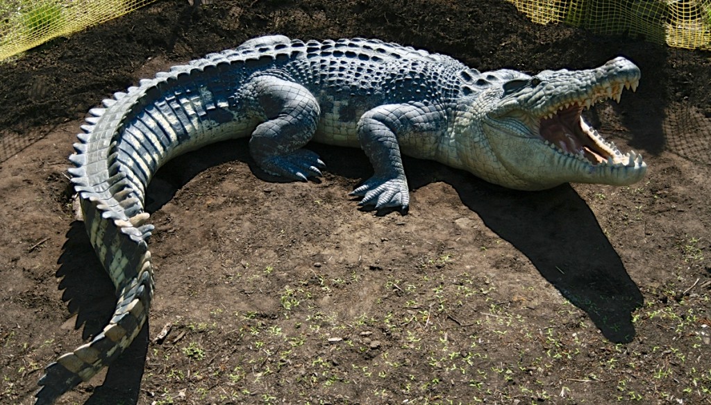 One of the most feared creatures on the planet - an Aussie saltwater crocodile.