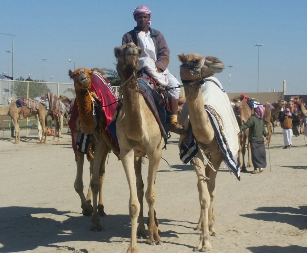 Camels on the move at Al Shahaniya Camel Racetrack