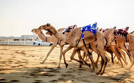 They're off & racing at Al Shahaniya Camel racetrack on the outskirts of Doha.