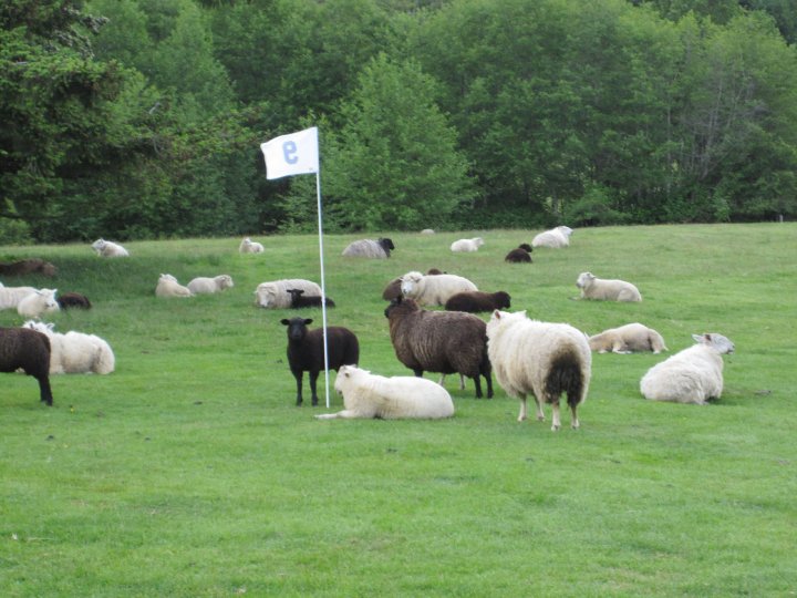 Sheep on a golf course